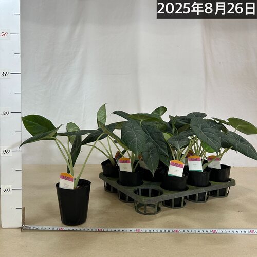 アロカシア マハラニ 3号(個体おまかせ1鉢)｜芳樹園オンライン