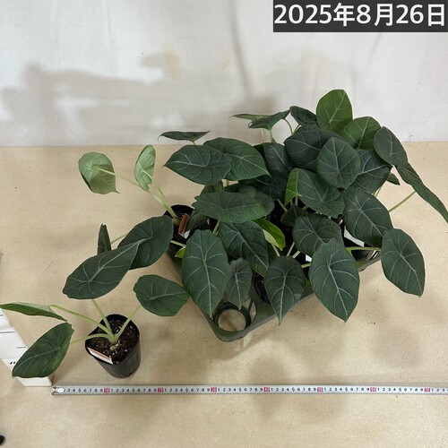 アロカシア マハラニ 3号(個体おまかせ1鉢)｜芳樹園オンライン