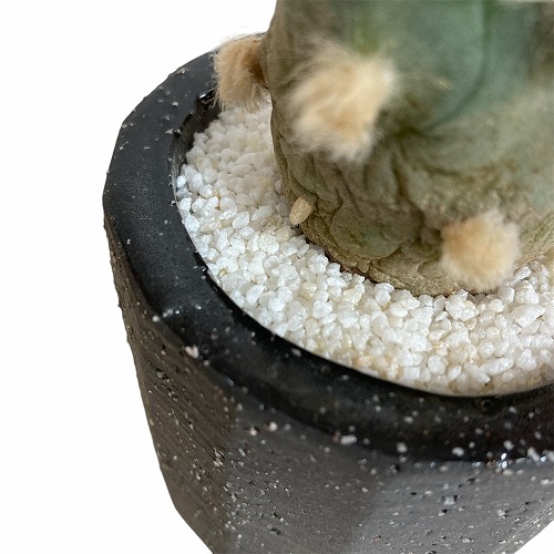 悪戯されたサボテン」 ロホホラ(ロフォフォラ) 翠冠玉 陶器鉢植え(穴