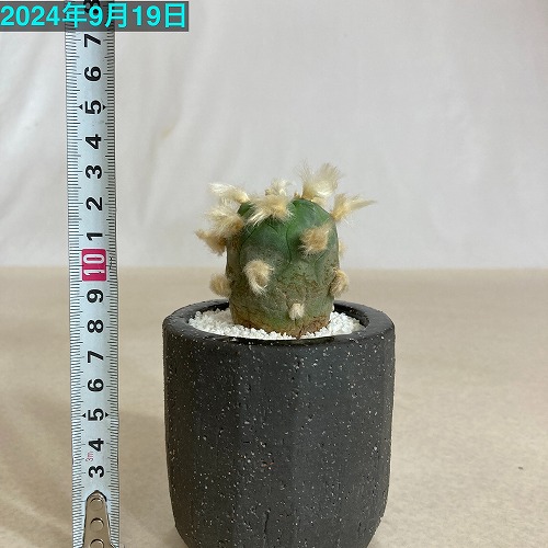 悪戯されたサボテン」 ロホホラ(ロフォフォラ) 翠冠玉 陶器鉢植え(穴