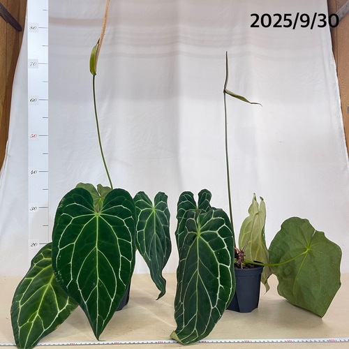 アンスリウム クリスタリナム サウスアメリカ 5号 ザ・ファームセレクト]アンスリウム（原種）：クリスタリナム