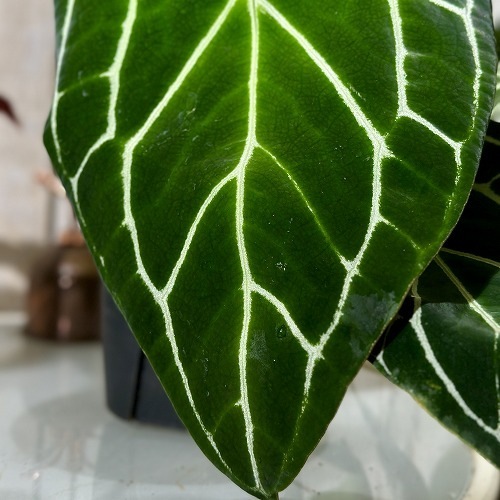 アンスリウム サウスアメリカ クリスタリヌム(クリスタリナム) 5号