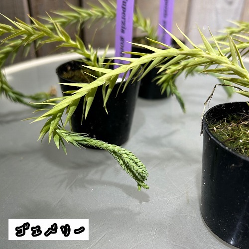 フペルジア 極小苗(挿し木) 2号｜芳樹園オンラインショップ