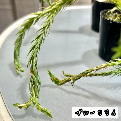 フペルジア 極小苗(挿し木) 2号｜芳樹園オンラインショップ