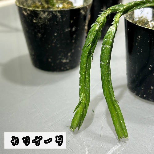 フペルジア 極小苗(挿し木) 2号｜芳樹園オンラインショップ