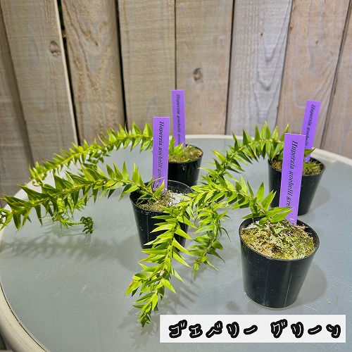 フペルジア 極小苗(挿し木) 2号｜芳樹園オンラインショップ