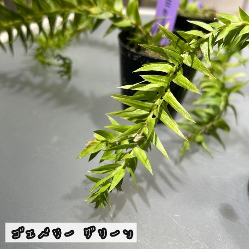 フペルジア 極小苗(挿し木) 2号｜芳樹園オンラインショップ