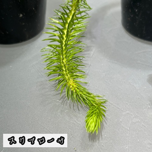 フペルジア 極小苗(挿し木) 2号｜芳樹園オンラインショップ