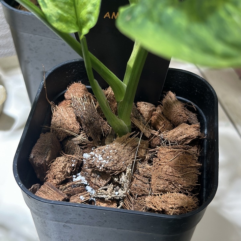 モンステラ ラニアータ モットルドミント 3号硬質角鉢ロング