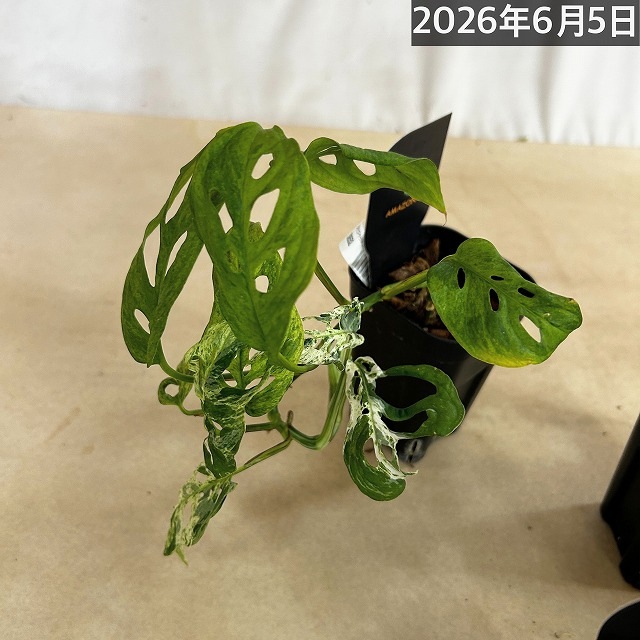 ミント斑マドカズラ(アダンソニー ラニアータ モトルドミント) 3号硬質