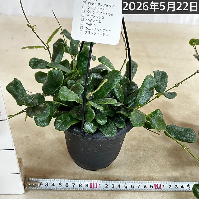 ホヤ ロツンディフォリア 4号吊り鉢(黒鉢)(個体おまかせ1鉢)｜芳樹園