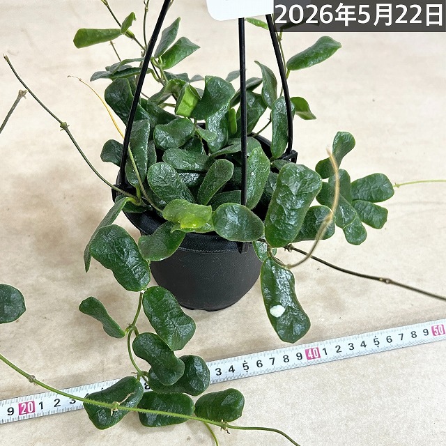 ホヤ ロツンディフォリア 4号吊り鉢(黒鉢)(個体おまかせ1鉢)｜芳樹園