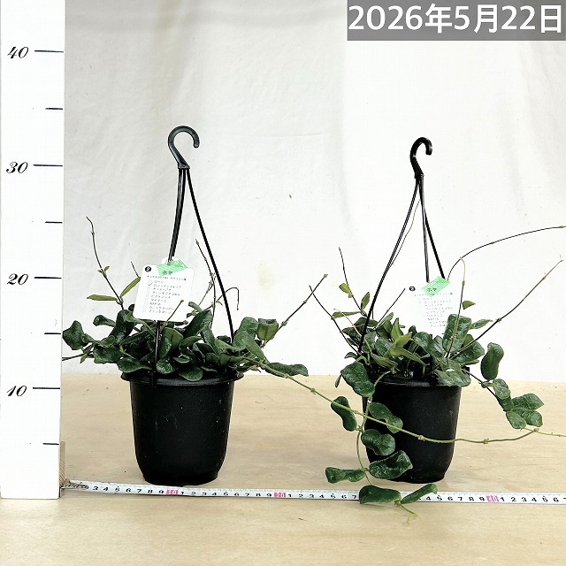ホヤ ロツンディフォリア 4号吊り鉢(黒鉢)(個体おまかせ1鉢)｜芳樹園