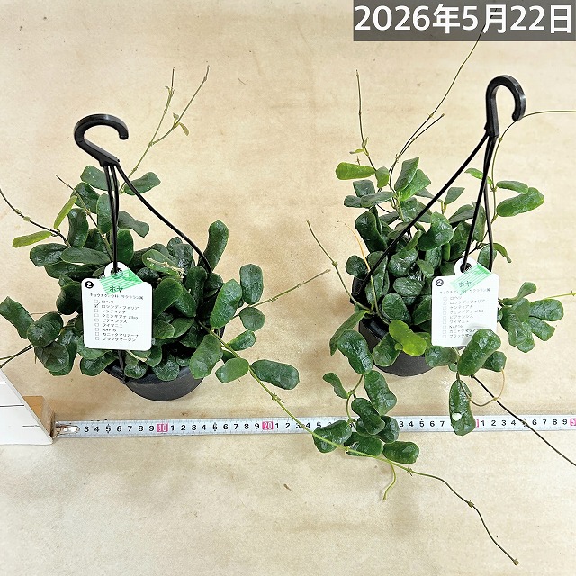 ホヤ ロツンディフォリア 4号吊り鉢(黒鉢)(個体おまかせ1鉢)｜芳樹園