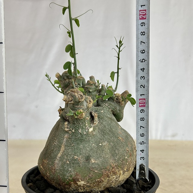 アデニア スピノーサ 6号セラアート鉢(現品)｜芳樹園オンラインショップ