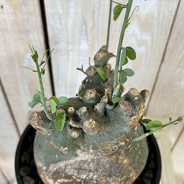 アデニア スピノーサ 6号セラアート鉢(現品)｜芳樹園オンラインショップ