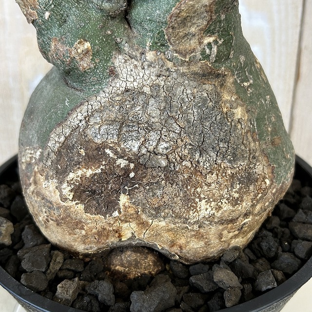 アデニア スピノーサ 6号セラアート鉢(現品)｜芳樹園オンラインショップ