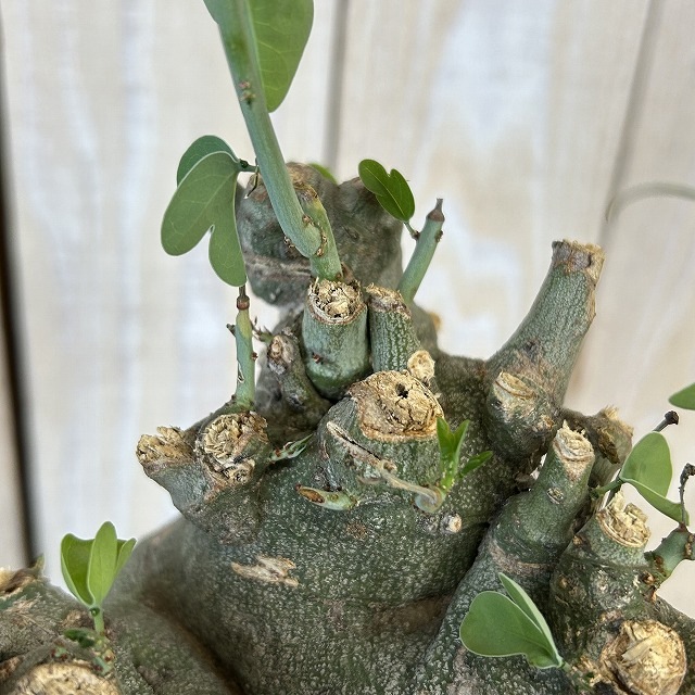 アデニア スピノーサ 6号セラアート鉢(現品)｜芳樹園オンラインショップ