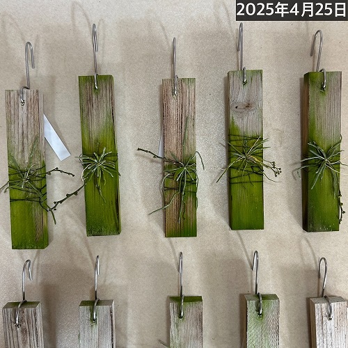 極小蘭 洋蘭 キロスキスタ ミカワスパイダー 板付き｜芳樹園オンライン