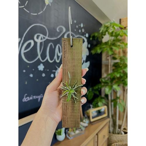 極小蘭 洋蘭 キロスキスタ ミカワスパイダー 板付き｜芳樹園オンライン