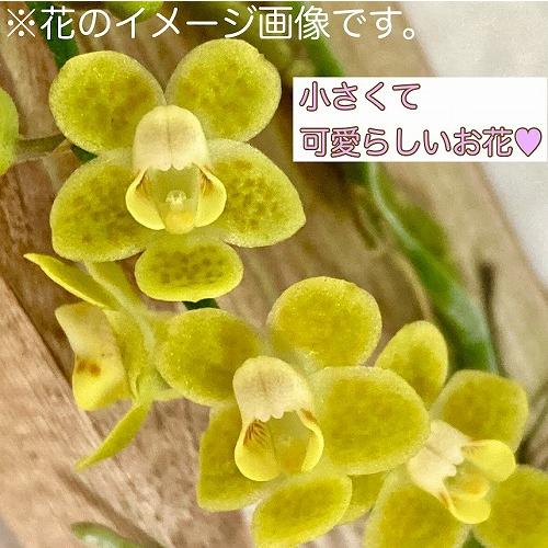 極小蘭 洋蘭 キロスキスタ ミカワスパイダー 板付き｜芳樹園オンライン