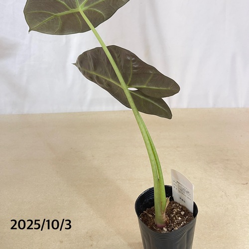 アロカシア スカルプラム 斑入り アロカシア スカルプラム 斑入り アロカシア スカルプラム