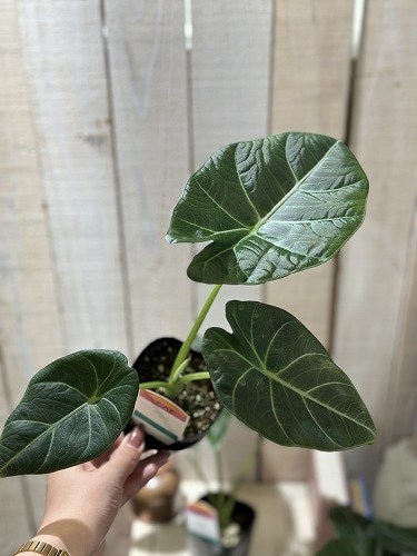 アロカシア スカルプラム sp. 3号(現品)｜芳樹園オンラインショップ