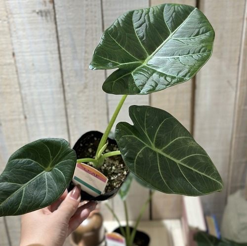 アロカシア スカルプラム 斑入り アロカシア：スカルプラム 5号鉢植え の通販 | 園芸ネット