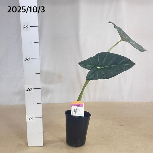 同梱スカルプラムオーレア アロカシア スカルプラム オーレア