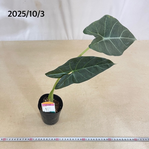 アロカシア スカルプラム 斑入り アロカシア スカルプラム 斑入り アロカシア：スカルプラム 5号