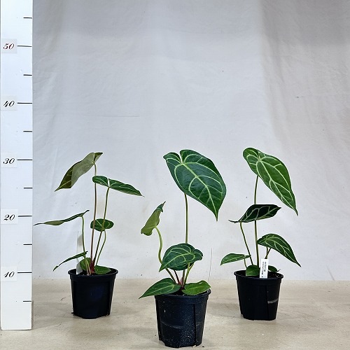 アンスリウム Anthurium Crystallinum×regale 3.5号硬質ポット(個体