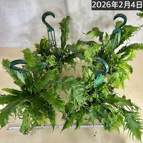 シダ ミクロソリウム ドラゴンウイング 5号スリット吊り鉢(個体