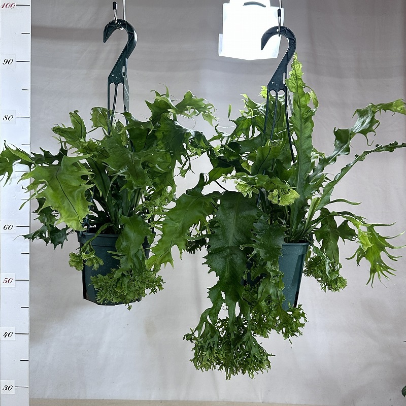 シダ ミクロソリウム ドラゴンウイング 5号スリット吊り鉢(個体