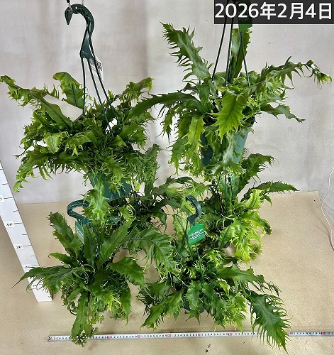 シダ ミクロソリウム ドラゴンウイング 5号スリット吊り鉢(個体