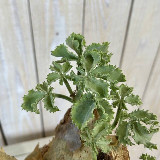 キフォステンマ マクロプス 5号鉢(現品)｜芳樹園オンラインショップ