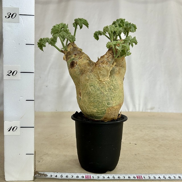 キフォステンマ マクロプス 5号鉢(現品)｜芳樹園オンラインショップ