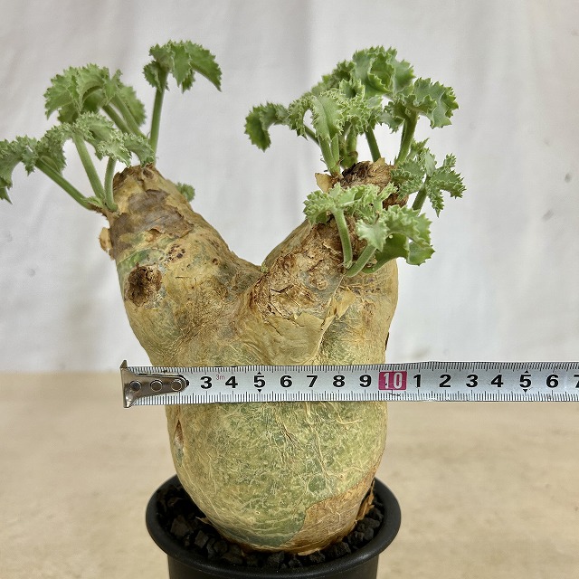 キフォステンマ マクロプス 5号鉢(現品)｜芳樹園オンラインショップ