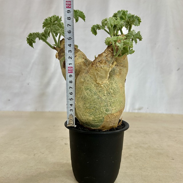 キフォステンマ マクロプス 5号鉢(現品)｜芳樹園オンラインショップ