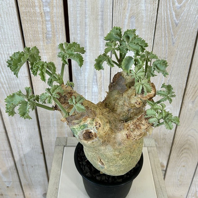 キフォステンマ マクロプス 5号鉢(現品)｜芳樹園オンラインショップ