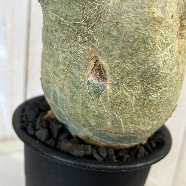 キフォステンマ マクロプス 5号鉢(現品)｜芳樹園オンラインショップ