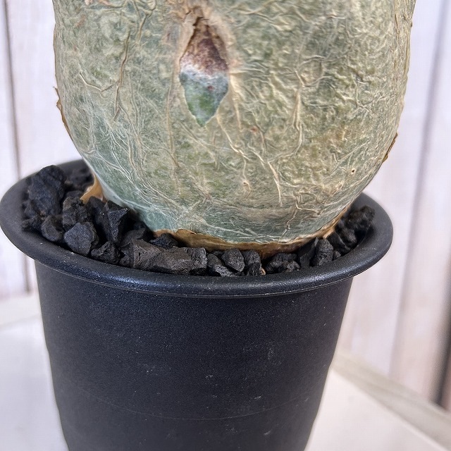 キフォステンマ マクロプス 5号鉢(現品)｜芳樹園オンラインショップ