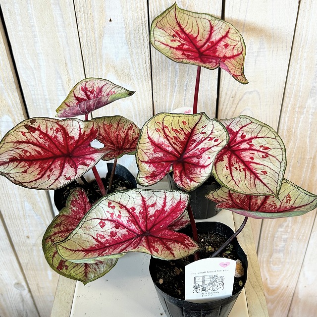 観葉植物 キ*ト様 MS463 10株セット カラジウム 二種 ミックス