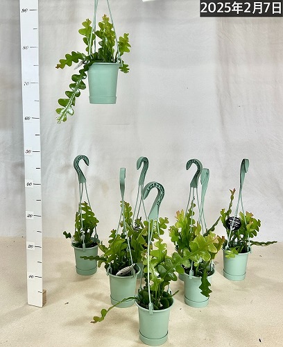 【現品】エピフィルム・アングリガー　６号吊鉢　Ⅰ PLANCHU 観葉植物 エピフィルム アングリガー 6号吊り鉢 育て方説明書