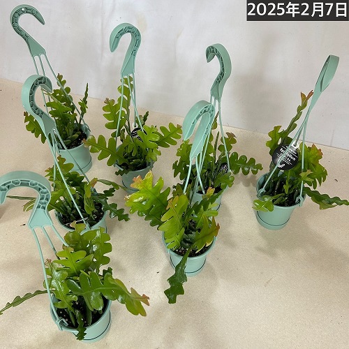 【現品】エピフィルム・アングリガー　５号吊鉢　Ⅱ Epiphyllum \u0027Anguliger\u0027 5号 エピフィルムアングリガー Epiphyllum