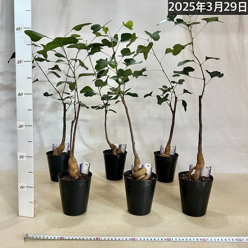 ボトルツリー(ブラキキトン ポプルネウス) 大葉丸葉タイプ 4号ロング