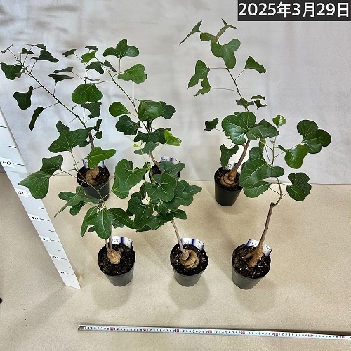 ボトルツリー(ブラキキトン ポプルネウス) 大葉丸葉タイプ 4号ロング
