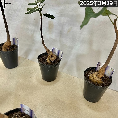 ボトルツリー(ブラキキトン ポプルネウス) 大葉丸葉タイプ 4号ロング