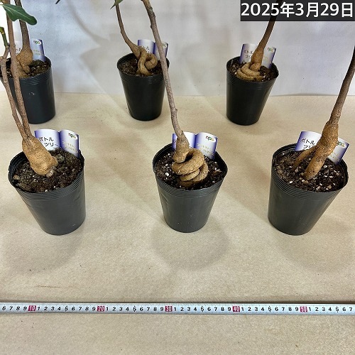 ボトルツリー(ブラキキトン ポプルネウス) 大葉丸葉タイプ 4号ロング