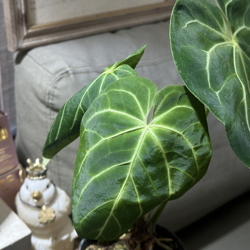 アンスリウム マグニフィカム 4号硬質ポット(個体おまかせ1鉢)｜芳樹園