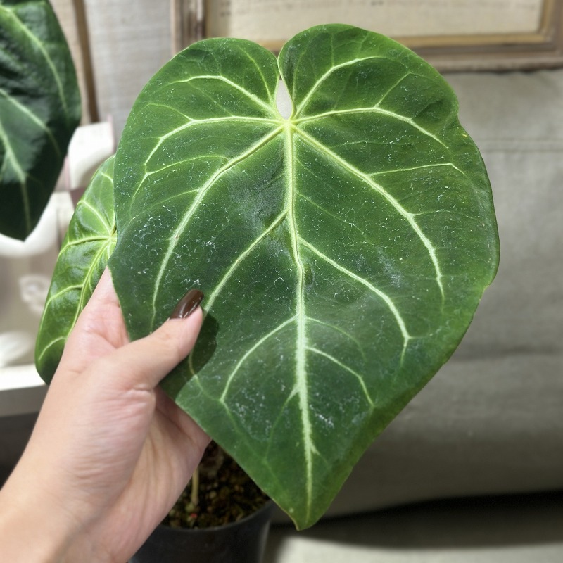 アンスリウム マグニフィカム 4号硬質ポット(個体おまかせ1鉢)｜芳樹園